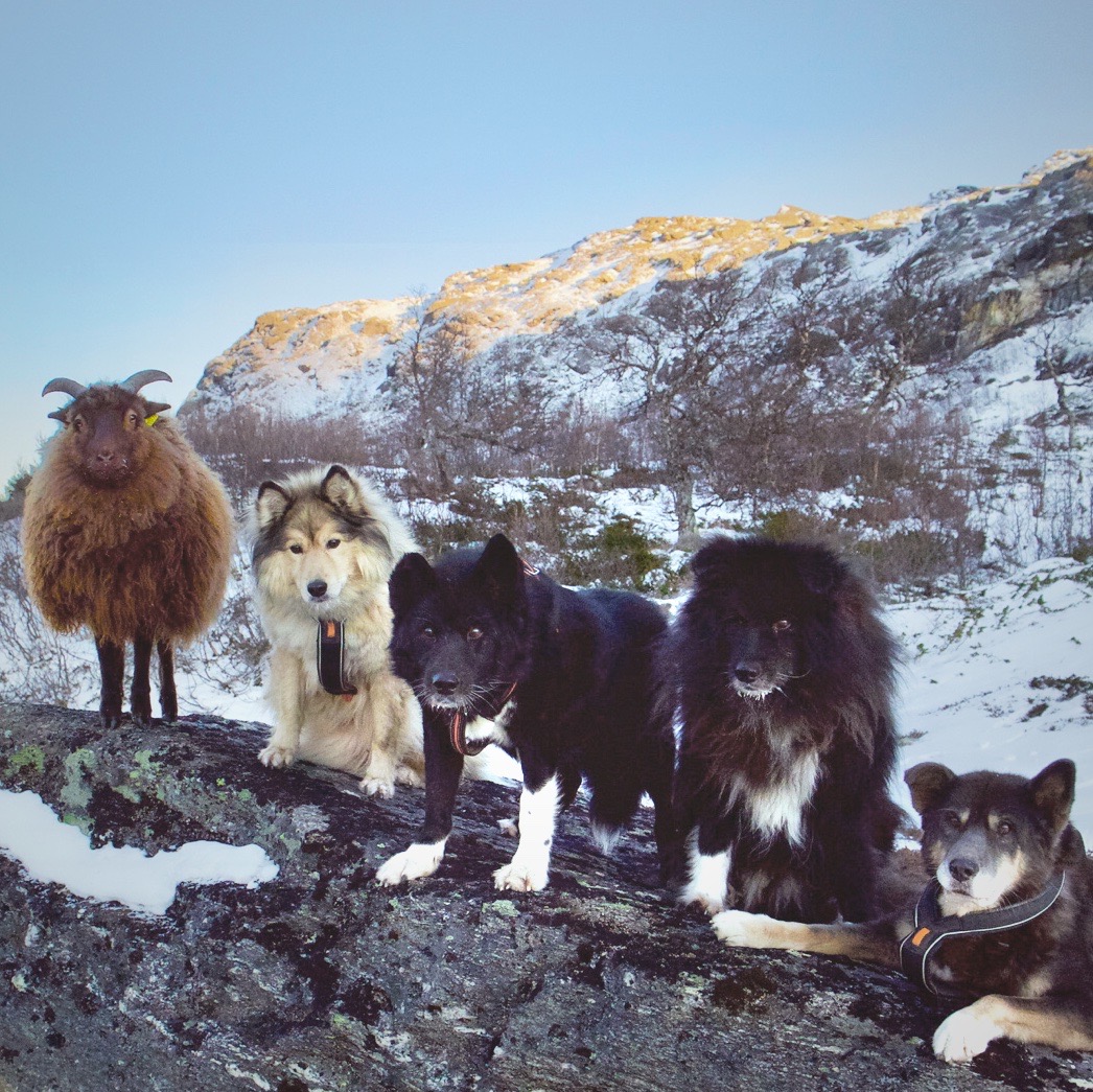 sheep